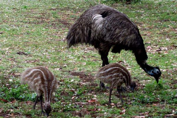 养鸸鹋挣钱吗?目前市场较为空白,利润与风险并存
