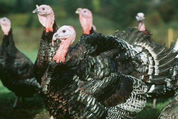 养火鸡赚钱吗？从火鸡养殖优势来分析风险及前景
