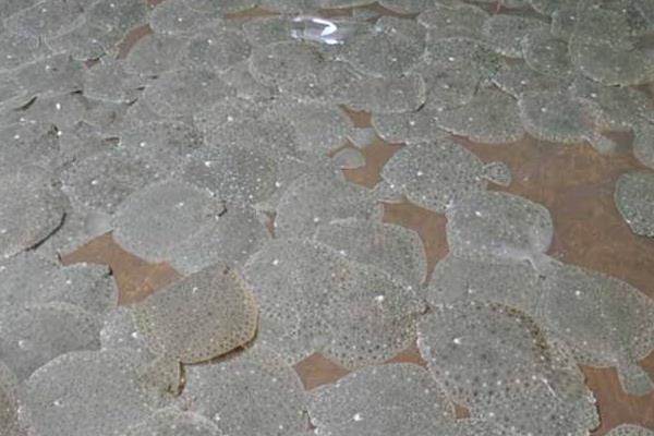 养多宝鱼挣钱吗?市场需求大,养殖效益高,前景可观