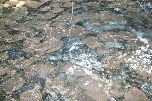 养多宝鱼挣钱吗?市场需求大,养殖效益高,前景可观