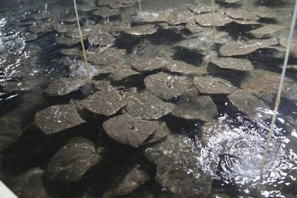 养多宝鱼挣钱吗?市场需求大,养殖效益高,前景可观