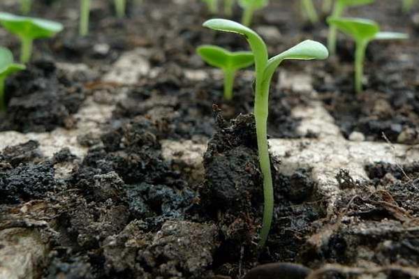 草莓一二三代苗区别