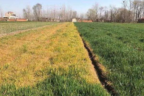 除草剂种类有哪几种?怎么分类