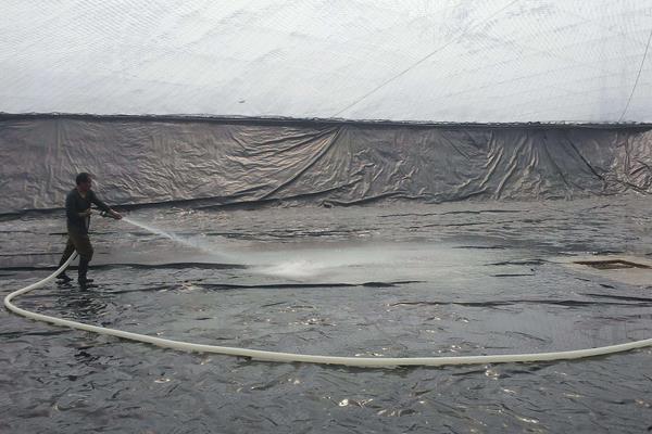 南美白对虾养殖方法,掌握这7点轻松提高产量和收益