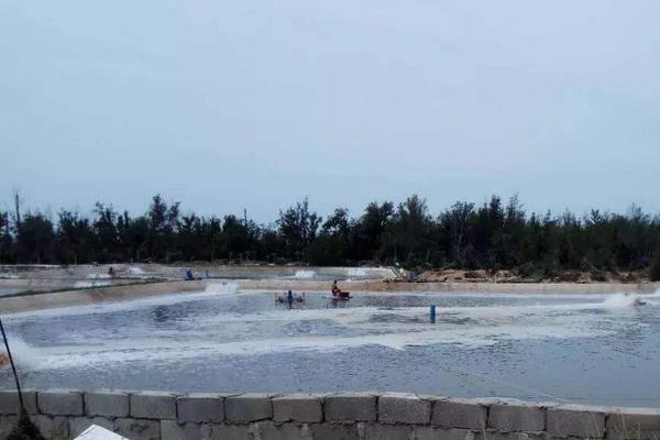 南美白对虾养殖方法,掌握这7点轻松提高产量和收益