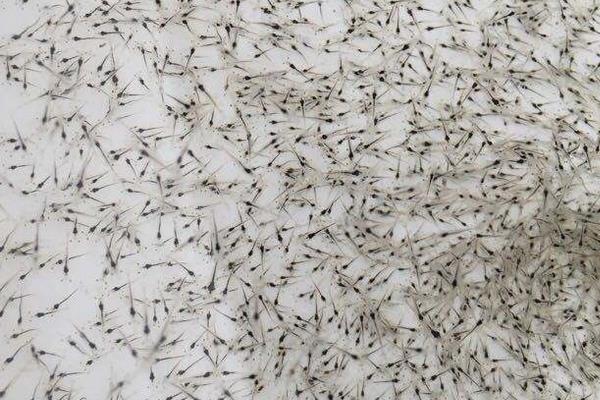 南美白对虾养殖方法,掌握这7点轻松提高产量和收益