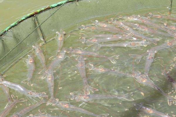 南美白对虾养殖方法,掌握这7点轻松提高产量和收益