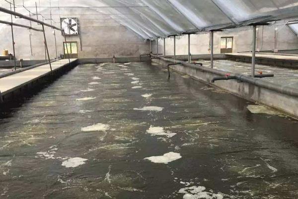 南美白对虾养殖方法,掌握这7点轻松提高产量和收益