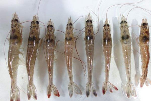 南美白对虾养殖方法,掌握这7点轻松提高产量和收益