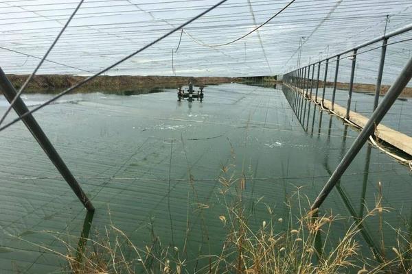 南美白对虾养殖方法,掌握这7点轻松提高产量和收益