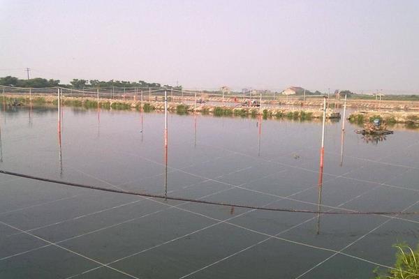 南美白对虾养殖方法,掌握这7点轻松提高产量和收益