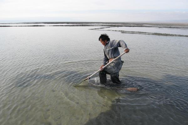 南美白对虾养殖方法,掌握这7点轻松提高产量和收益