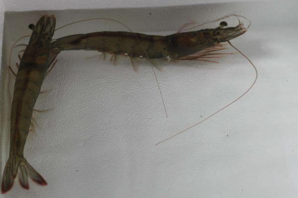 南美白对虾养殖方法,掌握这7点轻松提高产量和收益