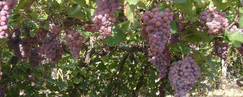 葡萄种植施肥时间和方法，合理科学施肥是保证品质产量的关键