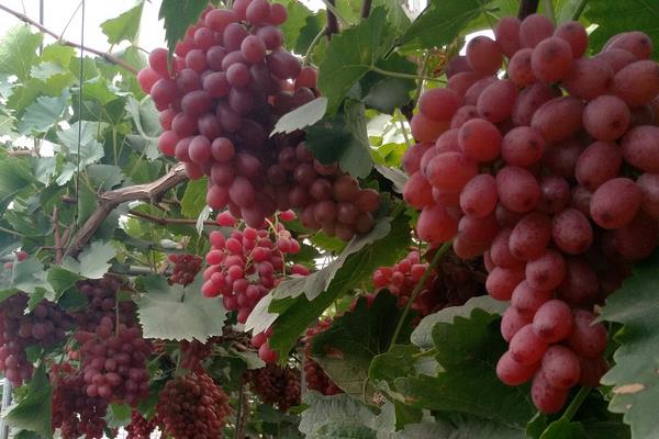 葡萄种植施肥时间和方法