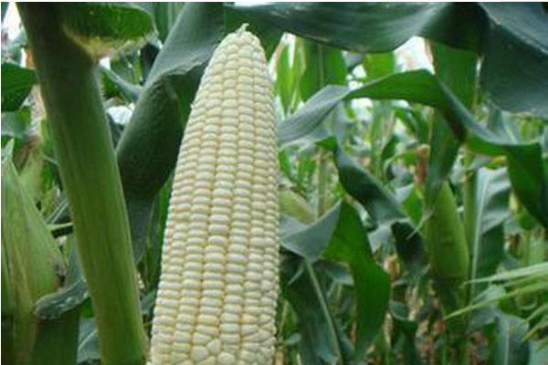 早糯玉米种植时间