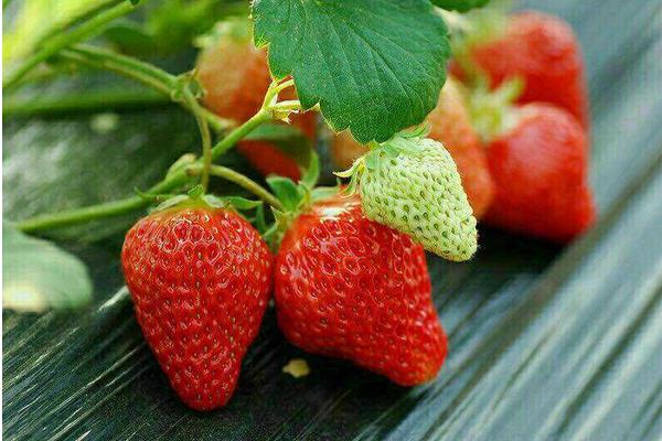 草莓旺长不开花怎么办?4点轻松治好草莓旺长现象