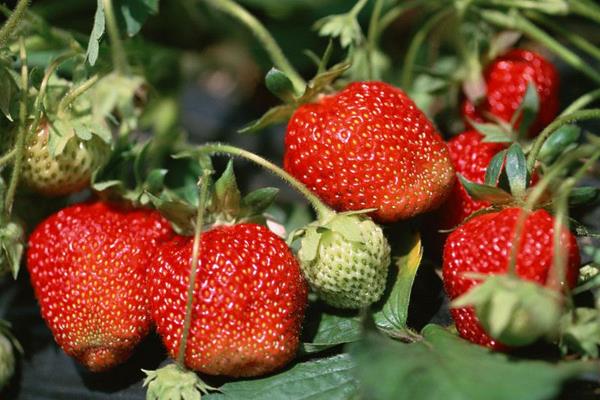 草莓旺长不开花怎么办?4点轻松治好草莓旺长现象