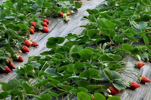 草莓旺长不开花怎么办?4点轻松治好草莓旺长现象