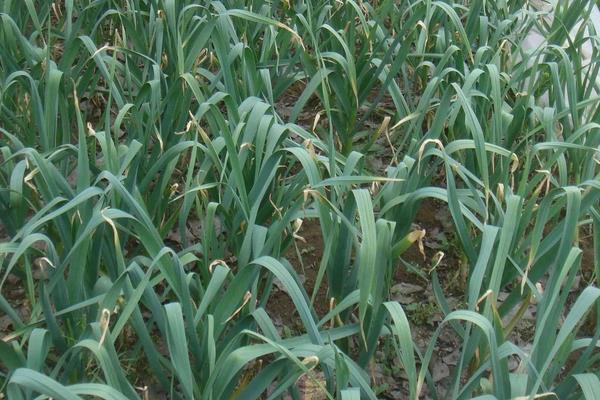 大蒜的种植及管理技术，适时播种合理施肥