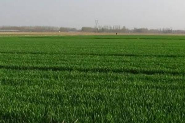 二甲四氯钠使用范围