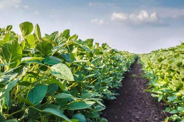 种植大豆如何补贴