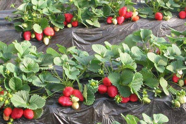红玉草莓介绍