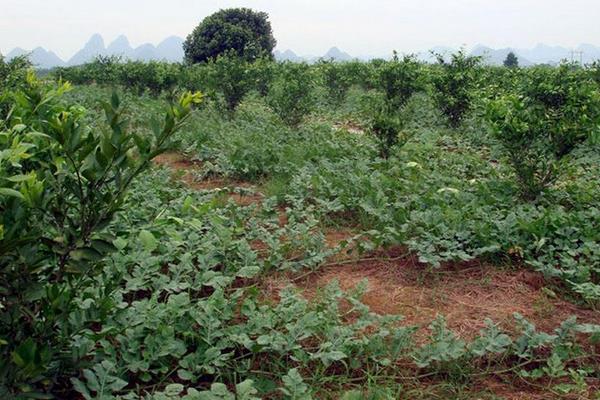 果园适合种植什么药材?需根据果树情况来套种药材