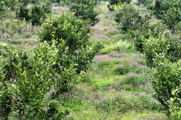 果园适合种植什么药材?需根据果树情况来套种药材