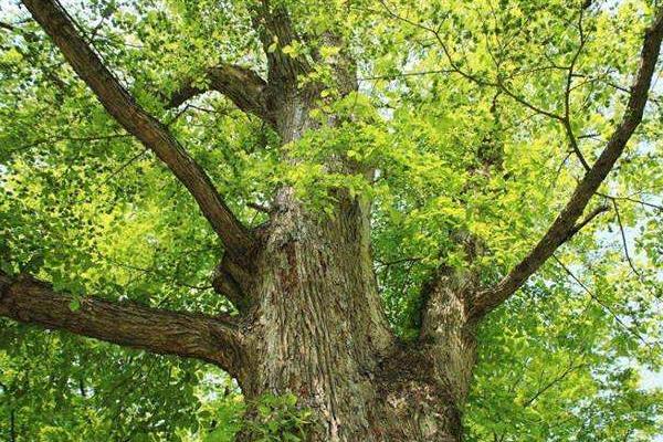 驱蚊植物哪种最好?驱蚊植物排行榜,夏天跟蚊虫说拜拜