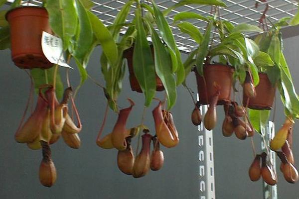 驱蚊植物哪种最好?驱蚊植物排行榜,夏天跟蚊虫说拜拜