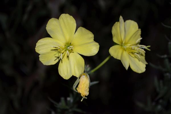 驱蚊植物哪种最好?驱蚊植物排行榜,夏天跟蚊虫说拜拜