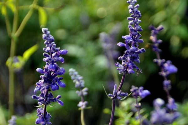 驱蚊植物哪种最好?驱蚊植物排行榜,夏天跟蚊虫说拜拜