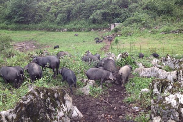 生态养殖注意事项,做好这5点才是真正的生态养殖