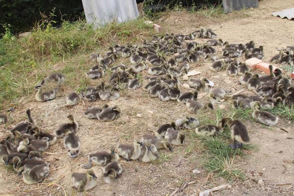 生态养殖注意事项,做好这5点才是真正的生态养殖