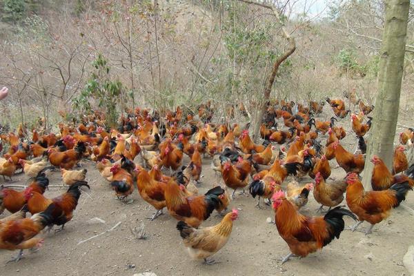 生态养殖注意事项,做好这5点才是真正的生态养殖