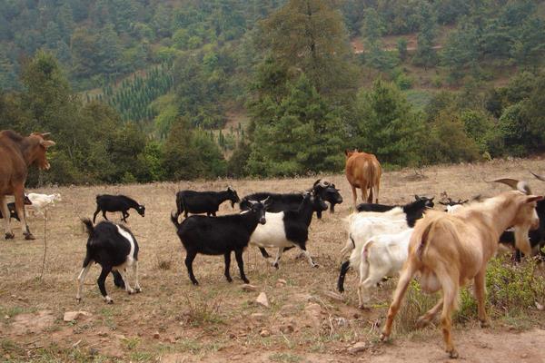 生态养殖注意事项,做好这5点才是真正的生态养殖