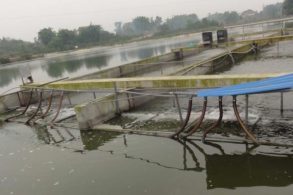 生态养殖注意事项,做好这5点才是真正的生态养殖