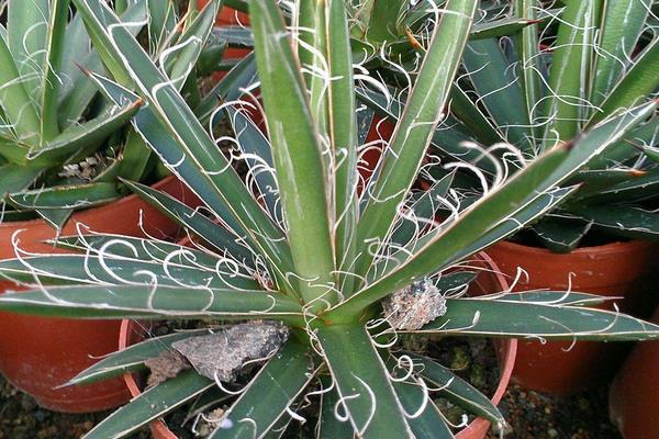 什么植物吸甲醛?6种植物推荐给住新房的你