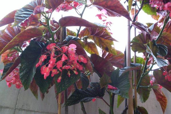 什么植物吸甲醛?6种植物推荐给住新房的你