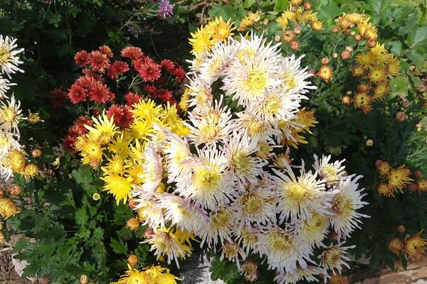 什么植物吸甲醛?6种植物推荐给住新房的你