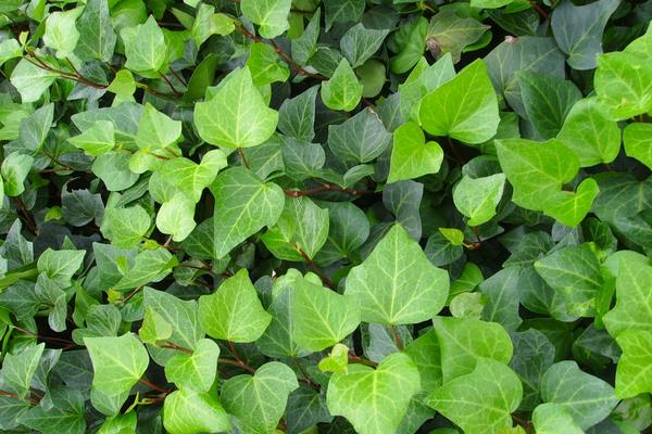 什么植物吸甲醛?6种植物推荐给住新房的你