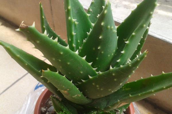 什么植物吸甲醛?6种植物推荐给住新房的你