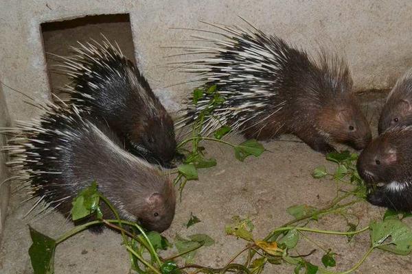 小豪猪批发多少一只20