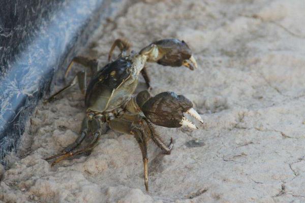 人工养殖大闸蟹效益怎么样?要建立自己的品牌打开销路