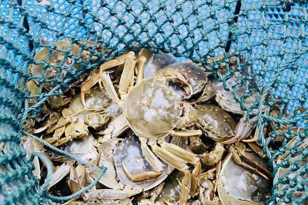 人工养殖大闸蟹效益怎么样?要建立自己的品牌打开销路