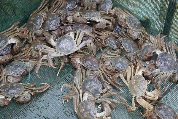 人工养殖大闸蟹效益怎么样?要建立自己的品牌打开销路