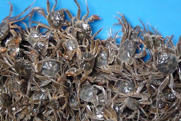 人工养殖大闸蟹效益怎么样?要建立自己的品牌打开销路