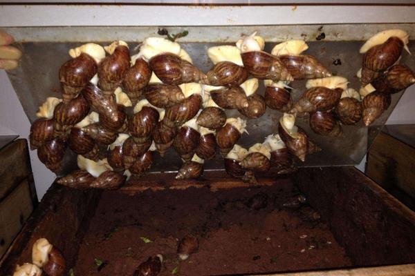 4个农村冷门养殖项目,一般人都想不到