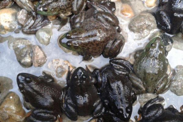 4个农村冷门养殖项目,一般人都想不到